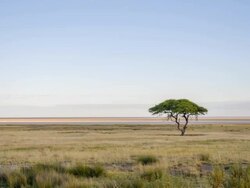 WS Solitary Tree In African Savannah Stock Footage