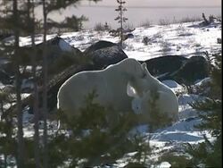 Polar bears (Ursus maritimus) play fighting behind trees, near Churchill, Manitoba, Canada Stock Footage