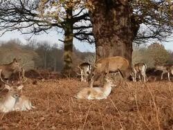 Deers Stock Footage