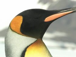 CU, King penguin (Aptenodytes patagonicus), headshot, South Georgia Island, Falkland Islands, British overseas territory Stock Footage