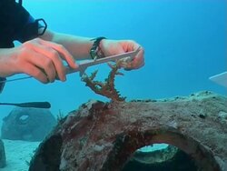 Measuring coral growth on Artificial Cement Reef Balls, Maldives Stock Footage