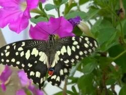 butterflies to the garden of pink flowers Stock Footage
