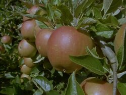 CU Apple being picked from tree Stock Footage