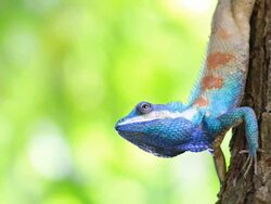 Lizard. Stock Footage