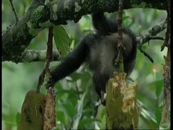 Lion tailed macaque, Macaca silenus, climbing in tree, hanging off branch, eating, Western Ghats, India Stock Footage