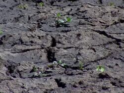 MS PAN Cracking dry earth with green sprouts / Kenya Stock Footage