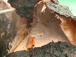 suckling Stock Footage