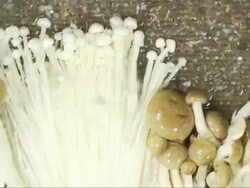 Rinsing Organic Mushroom : HD Slow motion Stock Footage