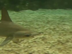 Hammer shark Stock Footage