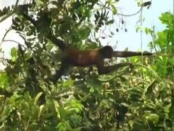 Spider Monkey (Ateles) in Dipteryx tree, eating fruit. Stock Footage