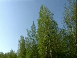 Birch tree (Betula sp.) tops and wooden boat at edge of lake, Russia Stock Footage