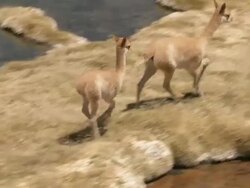 MS TS Shot of Vicunia, Vicugna running through Marshland in high Andes / San Pedro de Atacama, Norte Grande, Chile Stock Footage