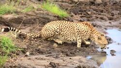 Cheetah drinking and watching Stock Footage