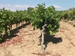 HD: Vineyard Stock Footage