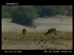 MS 2 Topi (Tsessebe) antelope grazing in distance, through Heat haze, Botswana Stock Footage