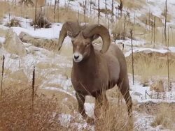 MS Shot of bighorn sheep ram walking down snowy hillside / Georgetown, Colorado, United States Stock Footage
