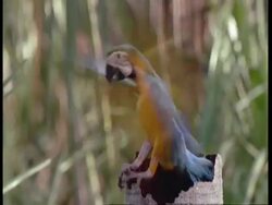 MCU Profile of Juvenile Blue and yellow Macaw flapping wings in tree trunk nest, South America Stock Footage