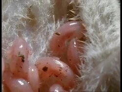 BCU helpless newborn young of Grey short-tailed Opossum amongst mothers fur Stock Footage