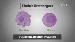 How Ebola kills Instructional Video