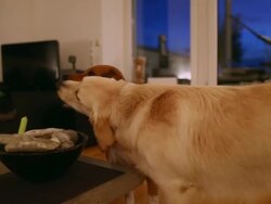 MS Shot of golden retriever and a beagle playing together / Duisburg, Germany  Stock Footage