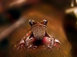 Brilliant Forest Frog Stock Footage