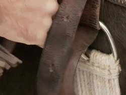 CU Cowboy buckling up a western saddle on a horse / Shell, Wyoming, United States Stock Footage