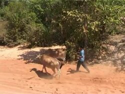 Cambodian Boy Walking Two Buffalo on Dusty Road Stock Footage