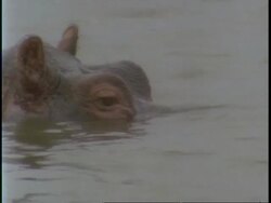 CU Hippopotamus, Hippopotamus amphibius head, in water, looking to camera, Uganda, Africa Stock Footage