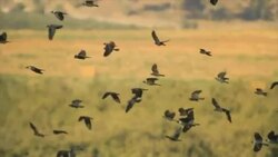  Jackdaws  (Corvus monedula) in the field Stock Footage