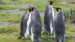 King Penguins in the snow at Jason Harbour, South Georgia. Stock Footage