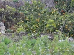 Lemon & Orange Trees in Battir, Israel News Clip
