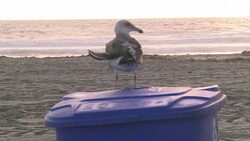 CLEAN : Huge storm hits US West Coast two dead News Clip