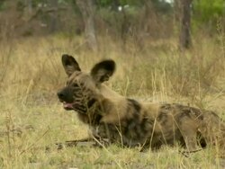 MS African wild dog resting and observing surroundings / Okavango Delta, North West District, Botswana Stock Footage