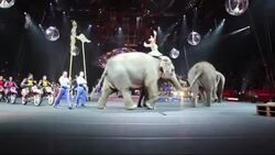 Last Performance for Elephants at Ringling Bros. Instructional Video