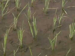 CU Plantation at the Ijen volcano village / Ijen, Java, Indonesia Stock Footage