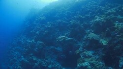Green Sea Turtle swimming in wall of coral reef Stock Footage