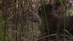 A raccoon wades through a marsh. Stock Footage