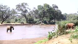 African Elephant at wild Stock Footage