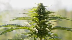 SLO MO Smoke around the hemp Stock Footage