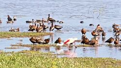 SLO MO Tropical birds looking for food in the swamp Stock Footage