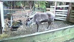 Training to be Santa Claus News Clip