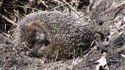 Hibernar Instructional Video