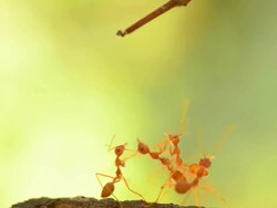 red ant try to go Stock Footage