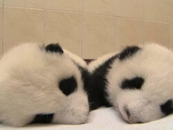 MS Shot of two baby pandas lying on their stomachs / Wenchuan, Sichuan Province, China Stock Footage