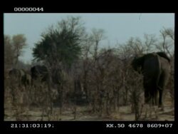 African Elephant, Loxodonta africana, group walking away through bare bushes, MS, Botswana Stock Footage