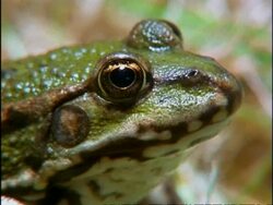 BCU Frogs head in profile, UK Stock Footage