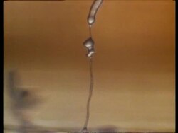 T/L slime mould, Polyspondilium growing Stock Footage