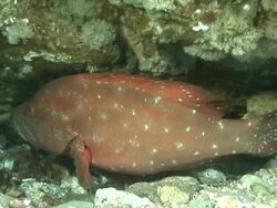 MS ZI POV Tomato rock cod hiding and swimming under rock ledge covered with sponges and coral / Matola, Maputo, Mozambique Stock Footage
