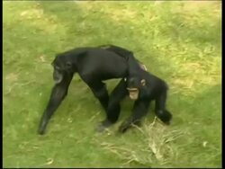 Chimpanzees, Pan troglodyte, looking down at mother and baby walking on grass, baby has arm around mother, MS, Israel Stock Footage