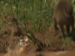 Young baboon follows adult through water; with audio, Kenya Stock Footage